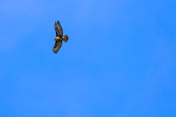 Golden eagle (Aquila chrysaetos) on the blue sky in Choczewo, Pomerania, Poland