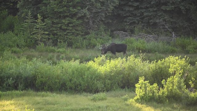 Male Moose Grases and Looks Away