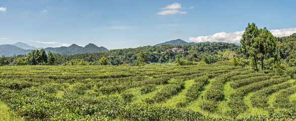 Fototapeta premium rural scenery of tea farm at Yuchi