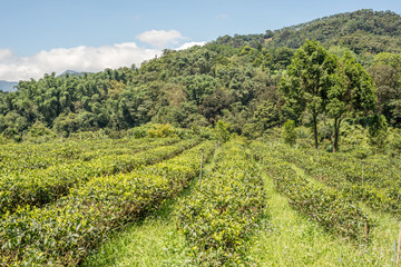 Fototapeta na wymiar rural scenery of tea farm at Yuchi