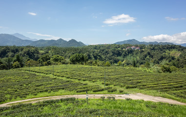 Fototapeta na wymiar rural scenery of tea farm at Yuchi