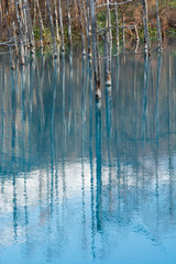 秋の青い池　美瑛町