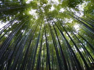 竹林 -bamboo