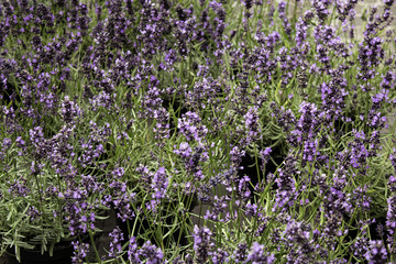 Fototapeta premium Garden lavender plants
