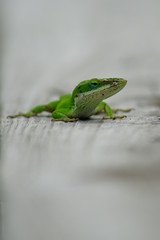 Gecko my Good Side