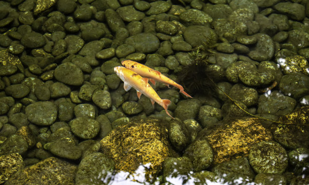 Fish in river