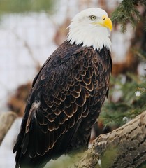 Eagle