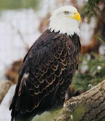 Foto op Plexiglas Eagle © Montana Mottly Photo