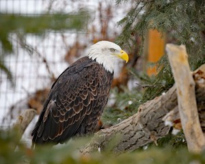 portrait of an american bald eagle