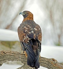 hawk in flight