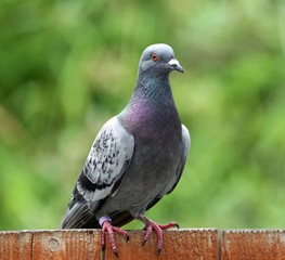 Pigeon