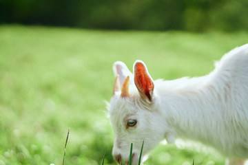 Obraz premium rabbit in the grass