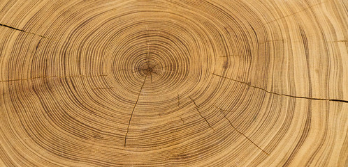 Old wooden oak tree cut surface. Detailed warm dark brown and orange tones of a felled tree trunk...