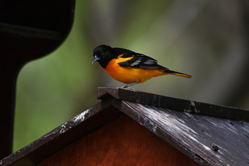 Baltimore oriole perched on birdhouse