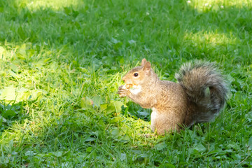 Naklejka na ściany i meble squirrel with a peanut in a park in Ottawa, Canada