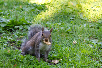 squirrel with a peanut in the mouth in a park in Ottawa, Canada