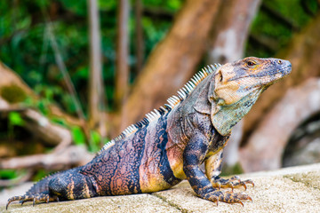 Multicolored iguana
