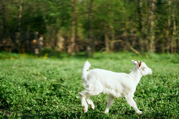 Obraz premium white goat on green grass