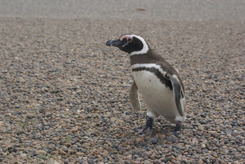 Fototapeta premium Magellanic penguins
