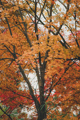  Look at the center of autumn leaves