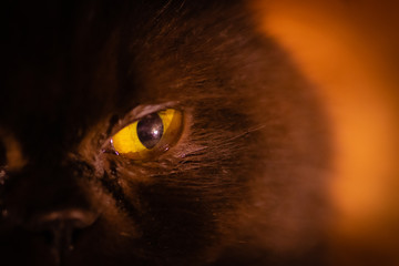  eyes of a persian cat