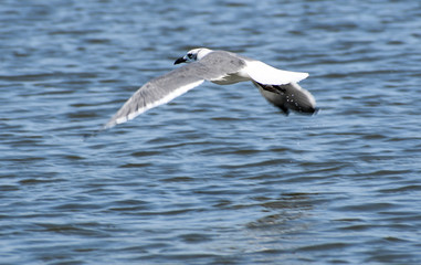 Shorebirds of NC