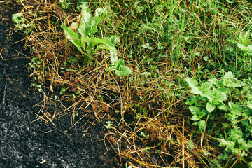 grass with water drops