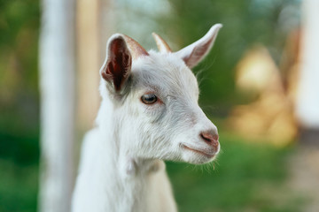 Obraz premium portrait of a goat