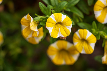 Small yellow and white flowers