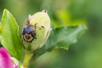 Beetle on rose of Sharon