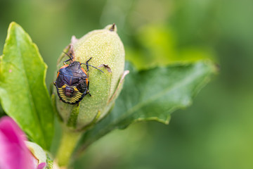 Beetle on rose of Sharon