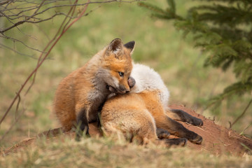 Red fox kit