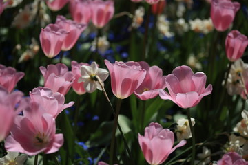Victoria, Tulips of love