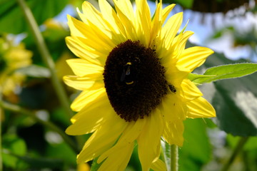 sunflower brightness
