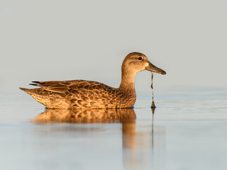 Female Blue-winged Teal in Early Morning Light