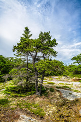 Dwarf Pine on Wonderland Trail in Acadia