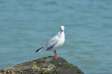 a seagull sitting on a rock at the seashore