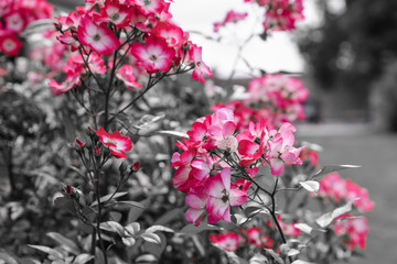 Flowers and gardening with colours offset against black and white