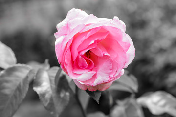 Flowers and gardening with colours offset against black and white