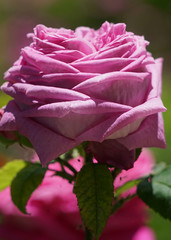 pink rose in the garden