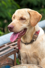 Thai dog, cream color, tongue out, panting.
