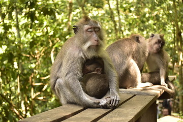 Monkey meditation in a forest. Money Forest, Ubud, Bali, Indonesia.