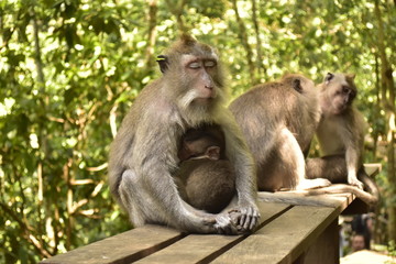 Naklejka na ściany i meble Monkey meditation in a forest. Money Forest, Ubud, Bali, Indonesia.