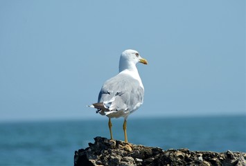 a seagull sitting on a rock at the seashore