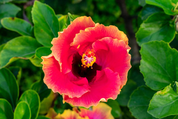 Pink and Yellow Ruffled Hibiscus Flower