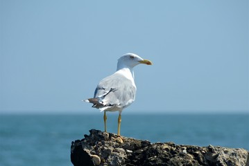 a seagull sitting on a rock at the seashore