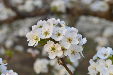 Pear flower in full bloom in spring