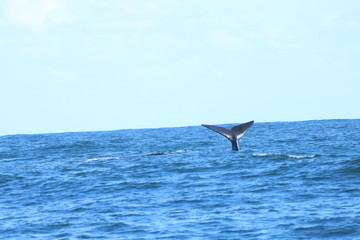 whale south africa