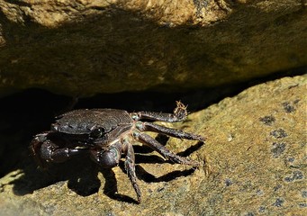a sea crab on a stone