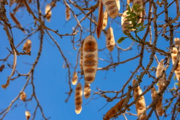 アレクサンドリア